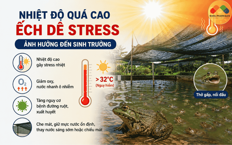 Ảnh hưởng khi nhiệt độ nuôi ếch quá cao