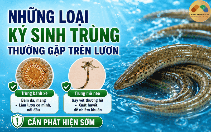 Những loại ký sinh trùng trên lươn thường gặp