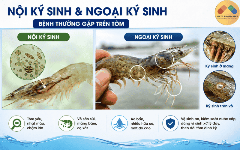 Nội ký sinh và ngoại ký sinh