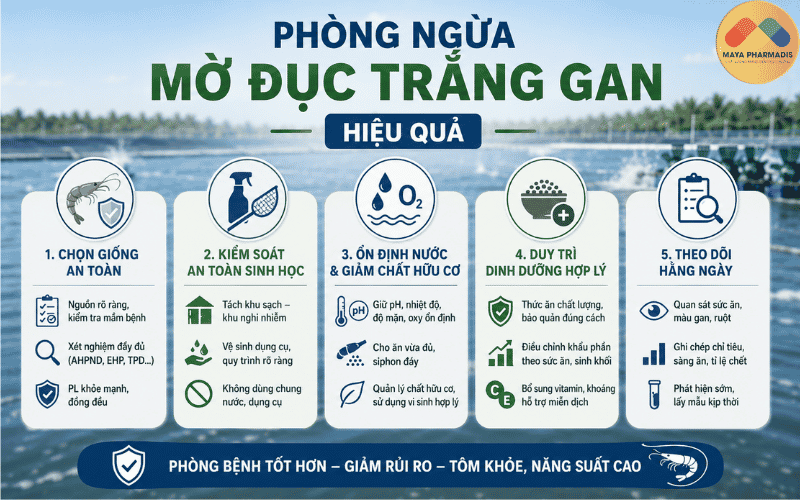 Phòng ngừa mờ đục trắng gan hiệu quả