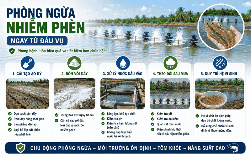 Phòng ngừa nhiễm phèn ngay từ đầu vụ