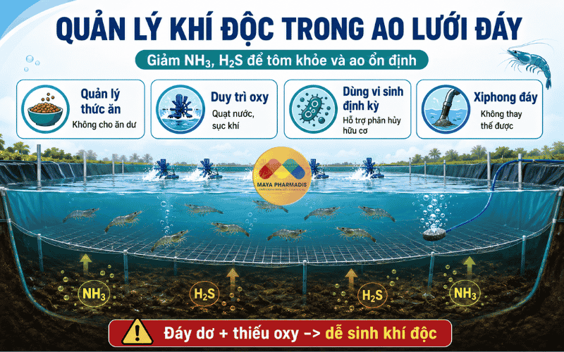 Quản lý khí độc trong ao lưới đáy