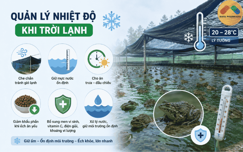 Biện pháp quản lý nhiệt độ nuôi ếch khi trời lạnh