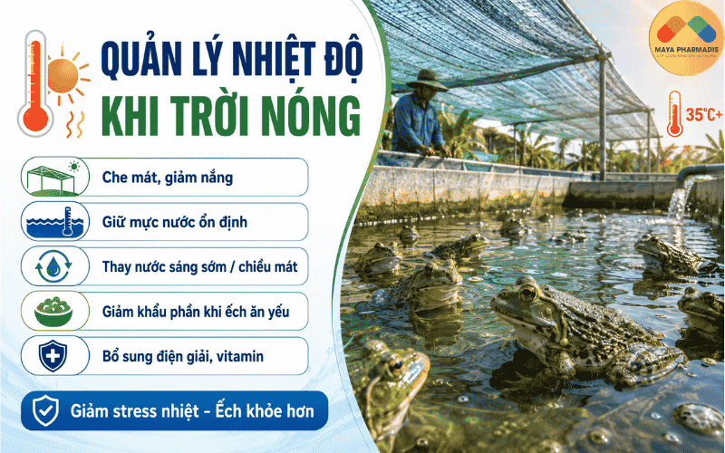 Biện pháp quản lý nhiệt độ nuôi ếch khi trời nóng