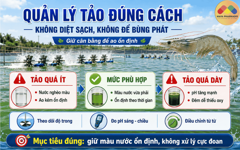 Quản lý tảo đúng cách: không diệt sạch, không để bùng phát