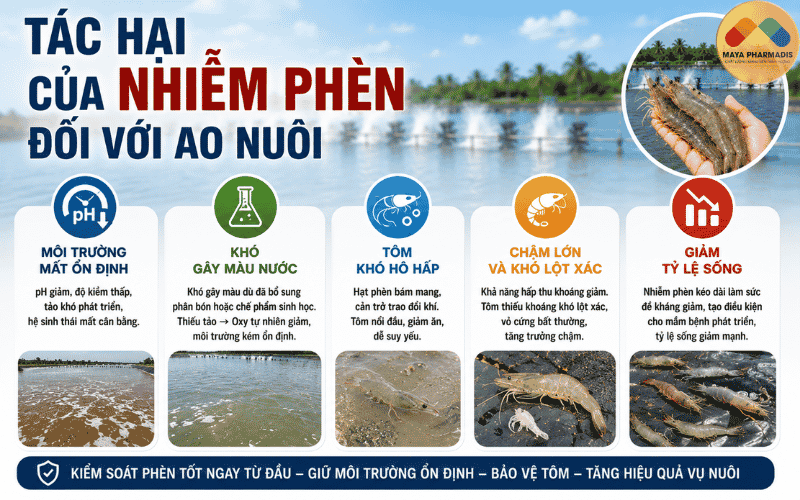 Tác hại của nhiễm phèn đối với ao nuôi