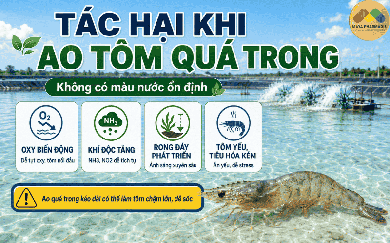 Tác hại khi ao tôm quá trong, không có màu nước ổn định