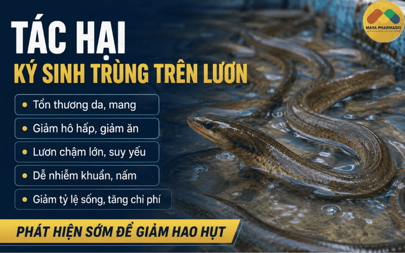 Tác hại của ký sinh trùng trên lươn