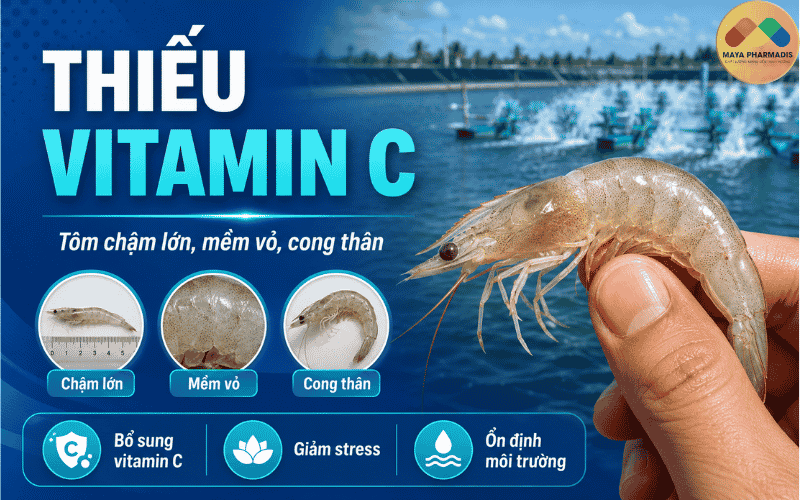 Bệnh do thiếu vitamin C