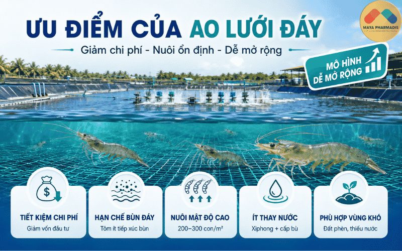 Ưu điểm của ao lưới đáy trong nuôi tôm