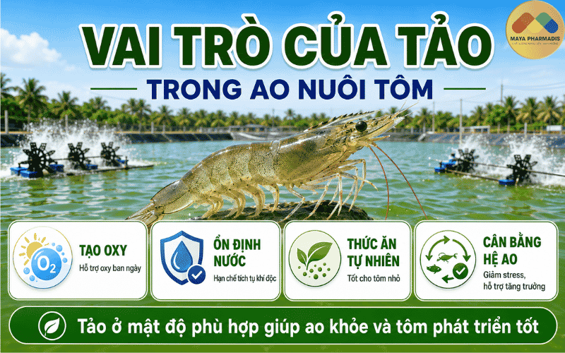 Vai trò của tảo trong ao nuôi tôm