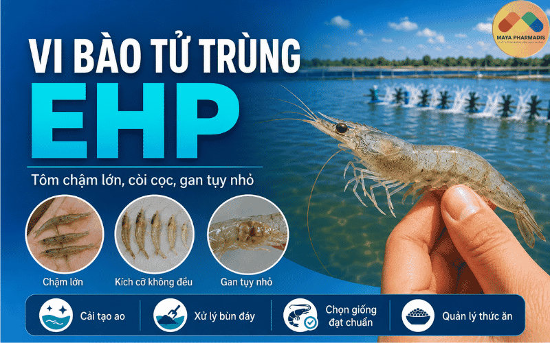 Bệnh vi bào tử trùng EHP