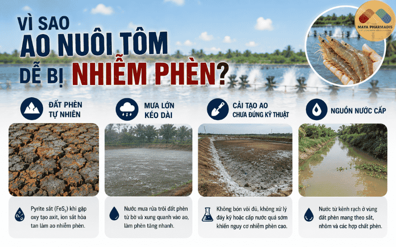 Vì sao ao nuôi tôm dễ bị nhiễm phèn?