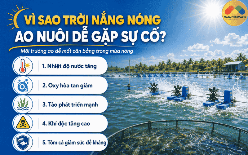 Vì Sao Trời Nắng Nóng Làm Ao Nuôi Dễ Gặp Sự Cố?
