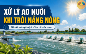 XỬ LÝ AO NUÔI KHI TRỜI NẮNG NÓNG: GIỮ NƯỚC ỔN ĐỊNH