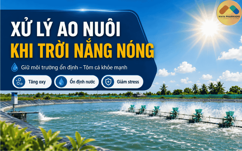 Xử Lý Ao Nuôi Khi Trời Nắng Nóng: Bí Quyết Giữ Môi Trường Ổn Định, Tôm Cá Khỏe Mạnh