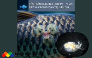 BỆNH RẬN CÁ (ARGULUS SPP.) – NHẬN BIẾT VÀ CÁCH PHÒNG TRỊ HIỆU QUẢ