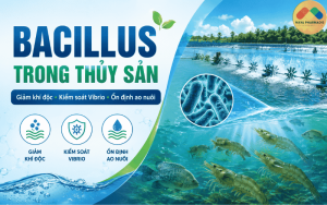 bacillus trong thuỷ sản