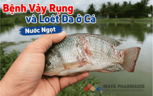 Bệnh Vảy Rụng và Loét Da ở Cá Nước Ngọt