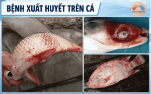 Bệnh Xuất Huyết Trên Cá – Nguyên Nhân, Dấu Hiệu, Cách Phòng Ngừa Và Điều Trị Hiệu Quả