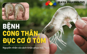 Bệnh cong thân đục cơ ở tôm: Nguyên nhân và cách khắc phục hiệu quả