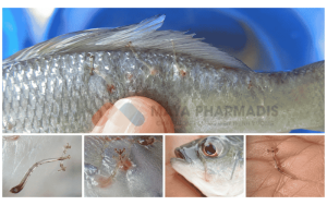 BỆNH TRÙNG MỎ NEO (Lernaea spp.) TRÊN CÁ