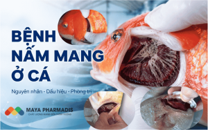 Bệnh Nấm Mang Ở Cá: Nguyên Nhân, Dấu Hiệu Và Cách Phòng Trị Hiệu Quả
