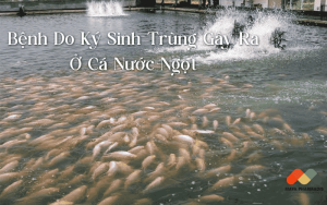 Bệnh Do Ký Sinh Trùng Gây Ra Ở Cá Nước Ngọt: Nguyên Nhân, Triệu Chứng Và Biện Pháp Phòng Ngừa