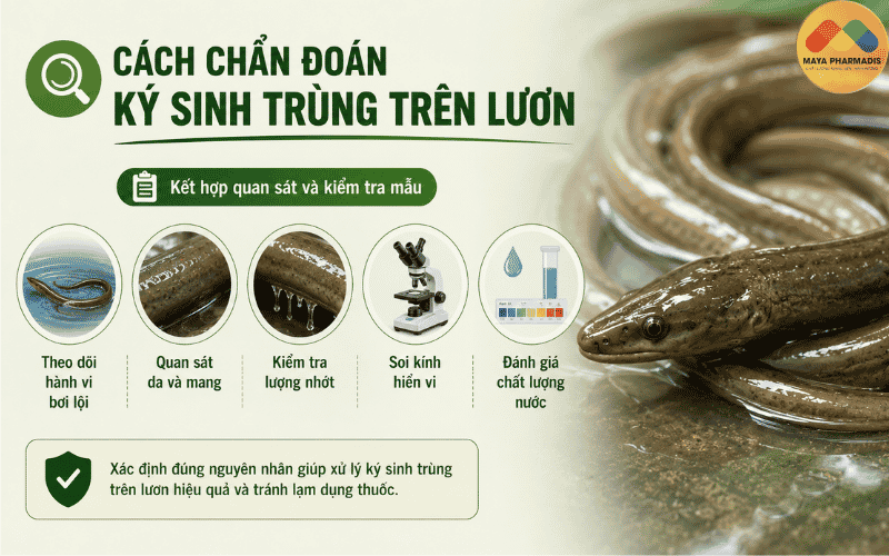 Cách chẩn đoán ký sinh trùng trên lươn