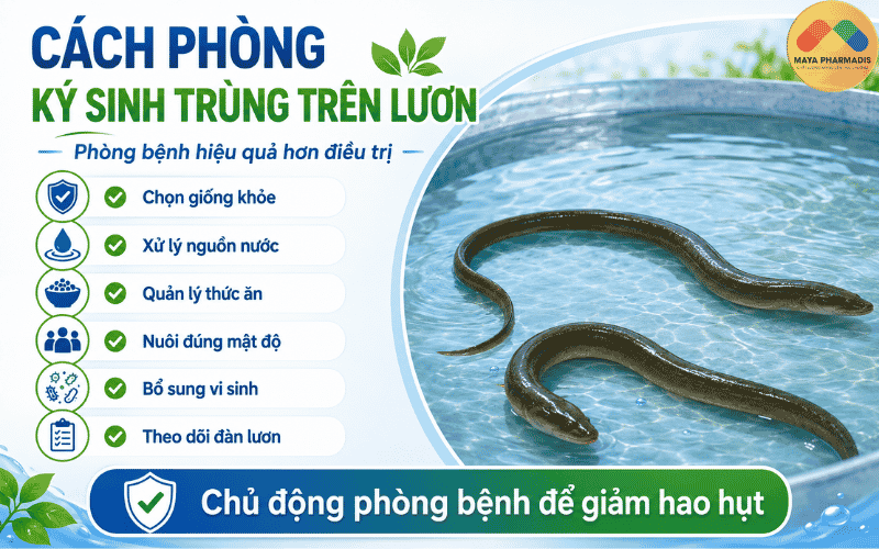 Cách phòng ký sinh trùng trên lươn
