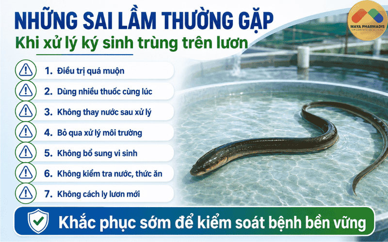 Những sai lầm thường gặp khi xử lý ký sinh trùng trên lươn