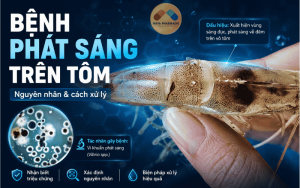 Bệnh phát sáng trên tôm: Nguyên nhân và cách điều trị