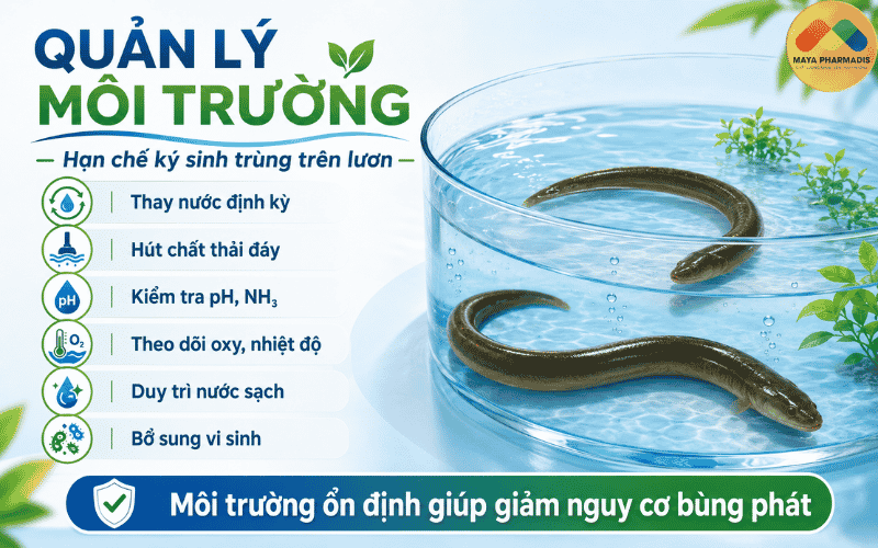 Quản lý môi trường để hạn chế ký sinh trùng trên lươn