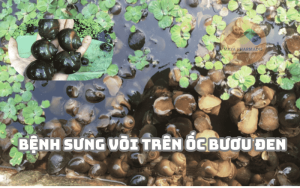 Bệnh sưng vòi trên ốc bươu đen: Dấu hiệu và cách xử lý
