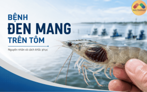 ĐEN MANG TRÊN TÔM: NGUYÊN NHÂN, DẤU HIỆU VÀ CÁCH XỬ LÝ