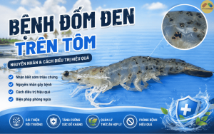 BỆNH ĐỐM ĐEN TRÊN TÔM: NGUYÊN NHÂN VÀ CÁCH ĐIỀU TRỊ HIỆU QUẢ