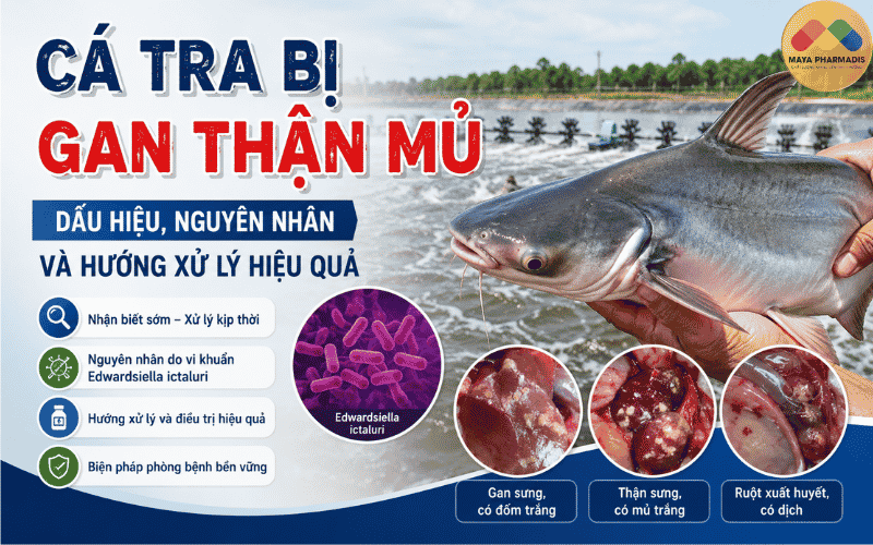 CÁ TRA BỊ GAN THẬN MỦ: DẤU HIỆU, NGUYÊN NHÂN VÀ HƯỚNG XỬ LÝ