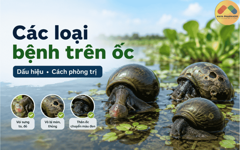 BỆNH TRÊN ỐC: CÁC BỆNH THƯỜNG GẶP VÀ CÁCH PHÒNG TRỊ