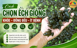 CÁCH CHỌN ẾCH GIỐNG KHỎE, ĐỒNG ĐỀU, ÍT BỆNH