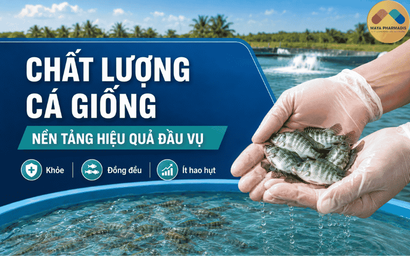 Chất lượng cá giống quyết định hiệu quả đầu vụ