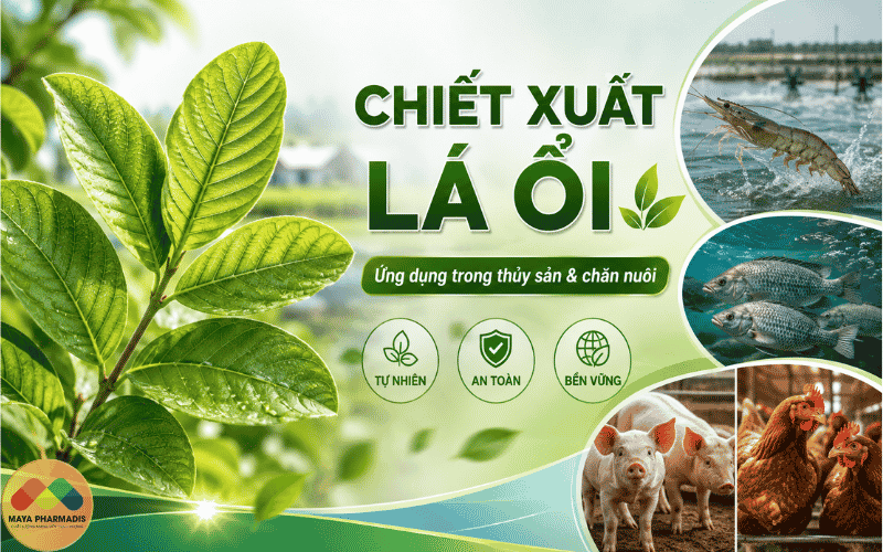 LÁ ỔI: ỨNG DỤNG TRONG THỦY SẢN VÀ CHĂN NUÔI