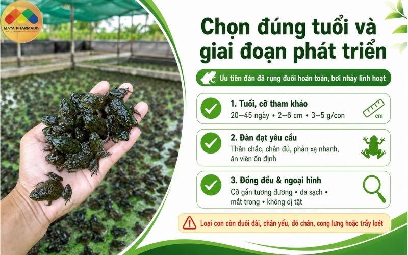 Chọn đúng tuổi và giai đoạn phát triển