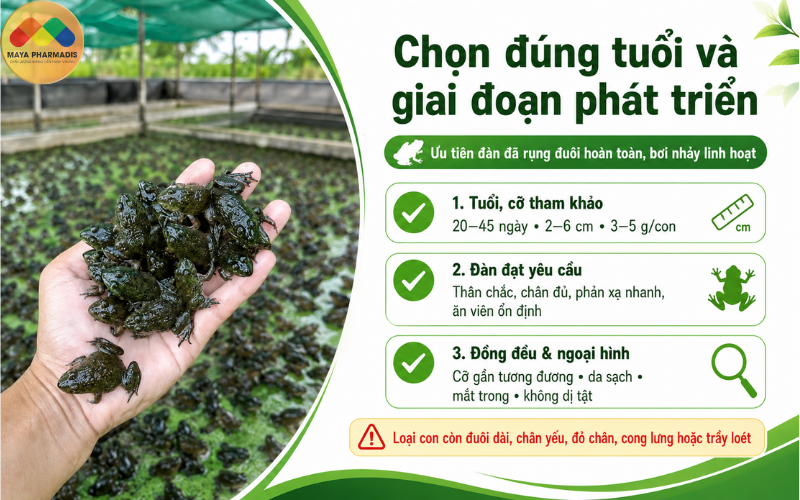 Chọn đúng tuổi và giai đoạn phát triển