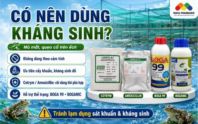 Có nên dùng kháng sinh?