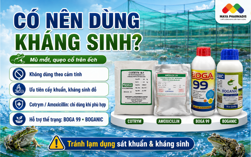 Có nên dùng kháng sinh?