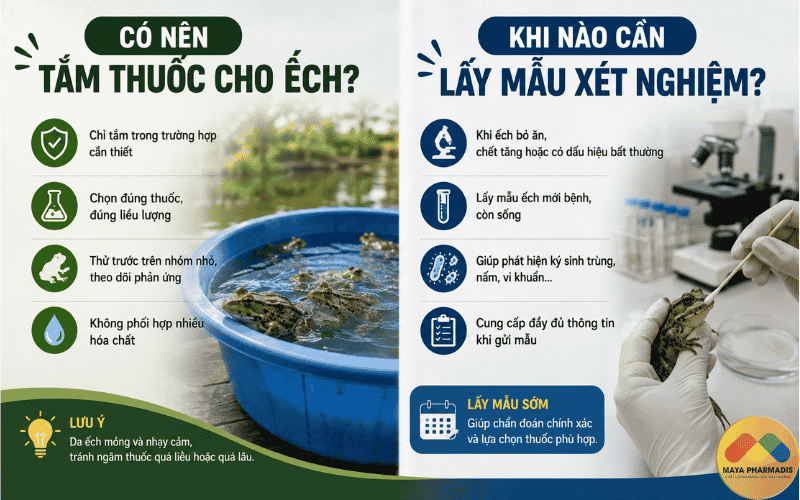 Có nên tắm thuốc cho ếch?