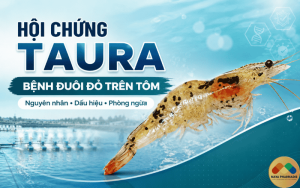 HỘI CHỨNG TAURA – BỆNH ĐUÔI ĐỎ TRÊN TÔM: NGUYÊN NHÂN, DẤU HIỆU VÀ CÁCH PHÒNG NGỪA