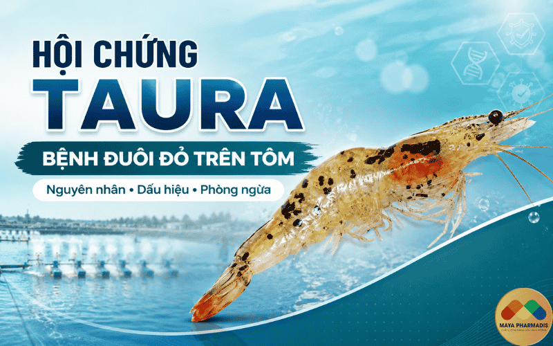 HỘI CHỨNG TAURA – BỆNH ĐUÔI ĐỎ TRÊN TÔM: NGUYÊN NHÂN, DẤU HIỆU VÀ CÁCH PHÒNG NGỪA