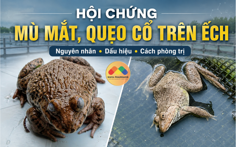 MÙ MẮT, QUẸO CỔ TRÊN ẾCH: NGUYÊN NHÂN VÀ CÁCH PHÒNG TRỊ