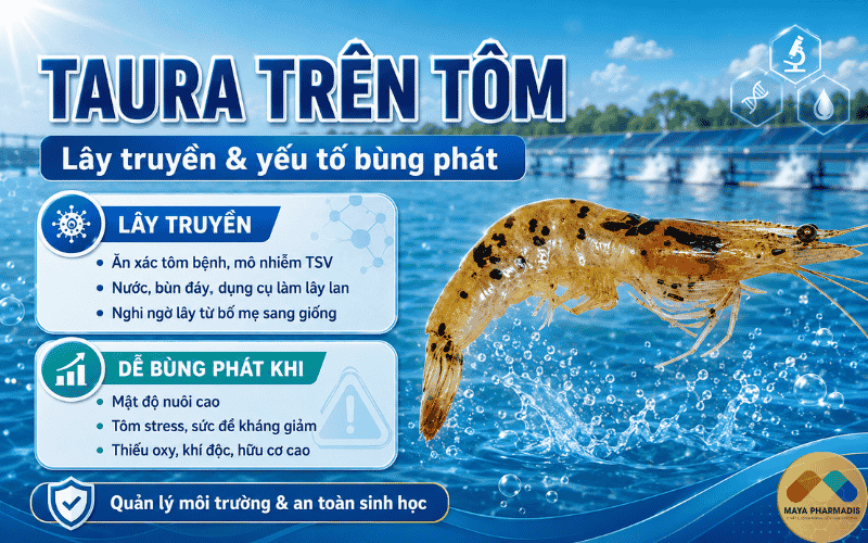 Taura lây truyền như thế nào?